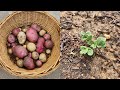 First Time Growing Potatoes &amp; Onions | Central Texas Garden | Grow Zone 8b
