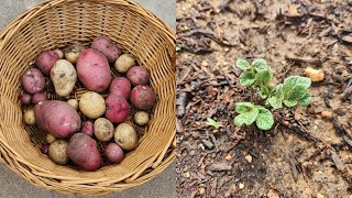 First Time Growing Potatoes &amp; Onions | Central Texas Garden | Grow Zone 8b