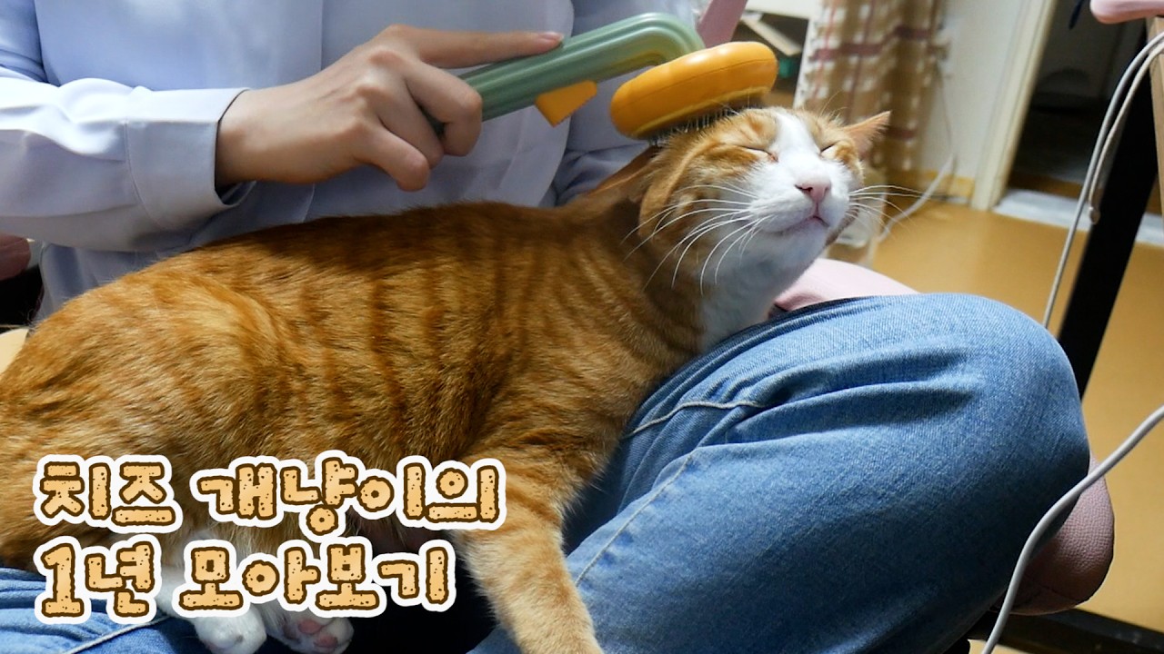 치즈 고양이 바바의 1년간 에피소드 모아보기!