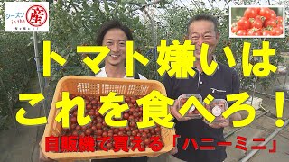 シーズンinthe産「弘前市・ミニトマト②」【トマト嫌い？これを食べろ