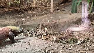 Komodo Dragon Swimming at Chester Zoo