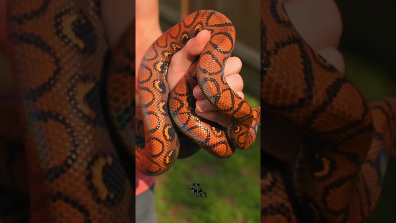 Brazilian Rainbow Boa – The Shimmering Serpent 🌈🐍