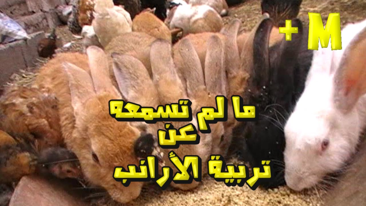 تربية الأرانب مشروع بسيط لكنه مربح جدا بأقل تكلفة
