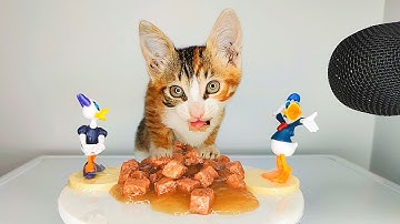 Cute Kitten ASMR Eating Wet Food 🐱🍲 | Relaxing Cat Eating Sounds
