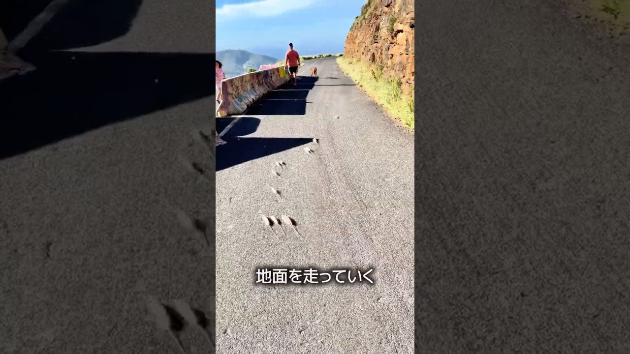 面白い植物たち
