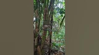 srdc betina tarung di alam @