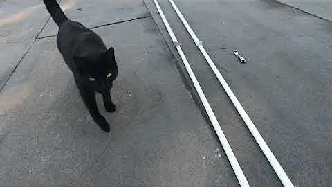 SIRIO GAINMASTER 5/8 WAVE /GAINMASTER 1/2 WAVE ANTENNA.