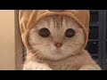 Trendy pets funniest animals.s best cats and dogss 2022 funny animals