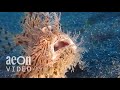 The insatiable hairy frogfish