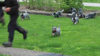 Blue Heeler Puppies For Sale