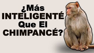 🙊 ¿Qué Tan INTELIGENTES son los MACACOS y Cómo PELEAN Estos PRIMATE? - Animales Salvajes 