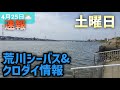 【速報】2026年4月25日土曜日の朝！荒川シーバス&クロダイ情報