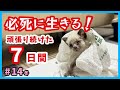 【ガリガリ子猫 絶対守る】体重150g、真冬に保護した子猫は必死に生きます。（冬14）