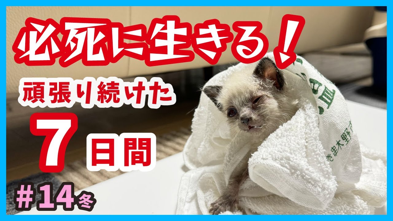 【ガリガリ子猫 絶対守る】体重150g、真冬に保護した子猫は必死に生きます。（冬14）