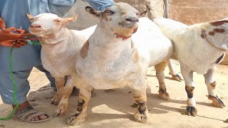 HeavyWeight Gulabi Goat Bakra Mandi 2021 | Cow Mandi