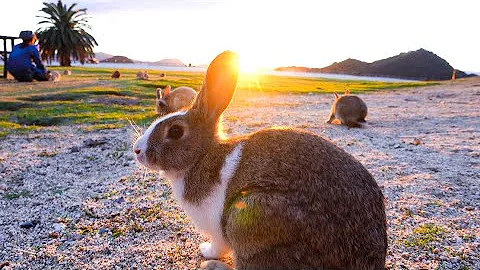 KawaiiThe Only RABBIT ISLAND in the World - Uninhabited with 700 Wild Rabbits | Japanese Island