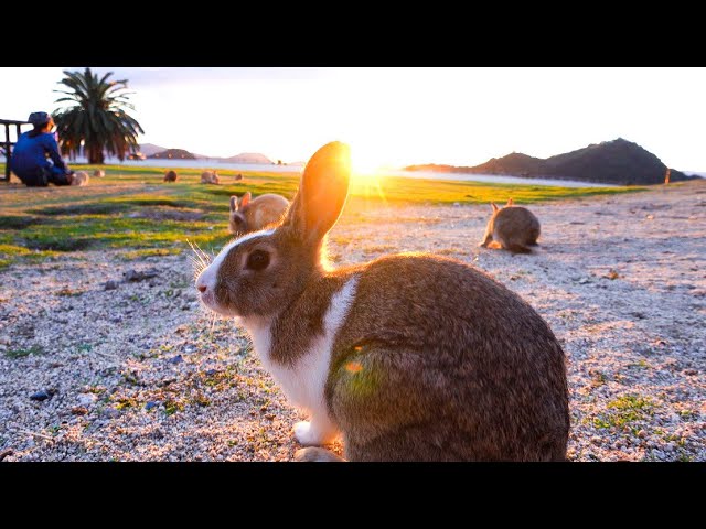 Kawaii！The Only RABBIT ISLAND in the World - Uninhabited with 700
