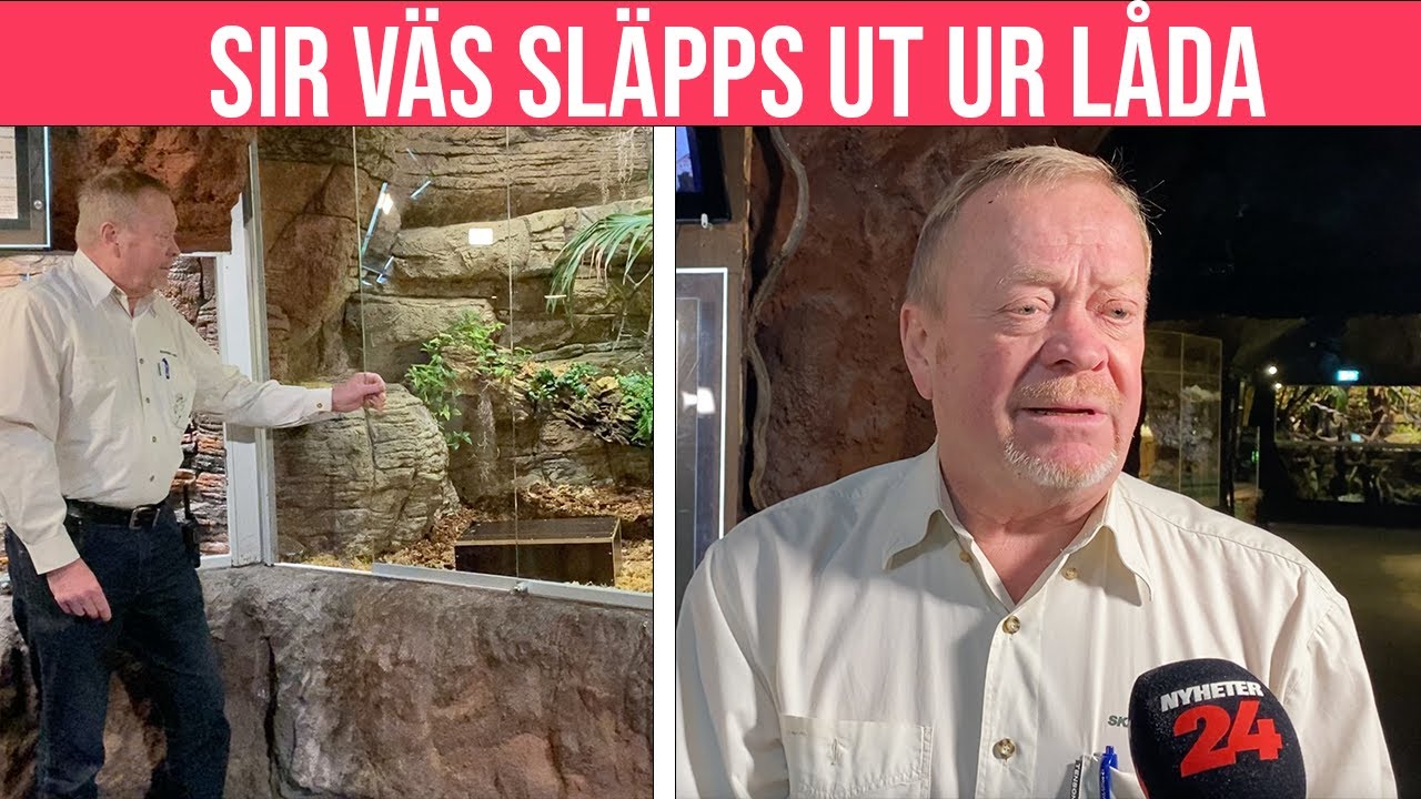 Här släpper Skansen-Jonas ut Sir Väs – så mår ormen