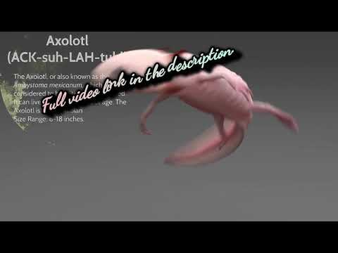 The Axolotl | #Shorts | Mexico | Walking Fish | Salamander | Lake Xochimilco