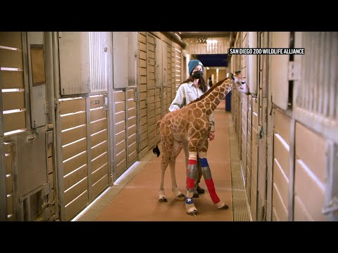 Baby giraffe gets braces to fix leg abnormality