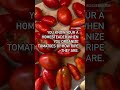 Welcome to tomato season #homesteadgarden #food #urbanhomestead