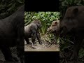 Gorilla vs. Wild Boar: Muddy Path Duel #Gorilla #WildBoar #MuddyFight #TuskVsFist #veo3video