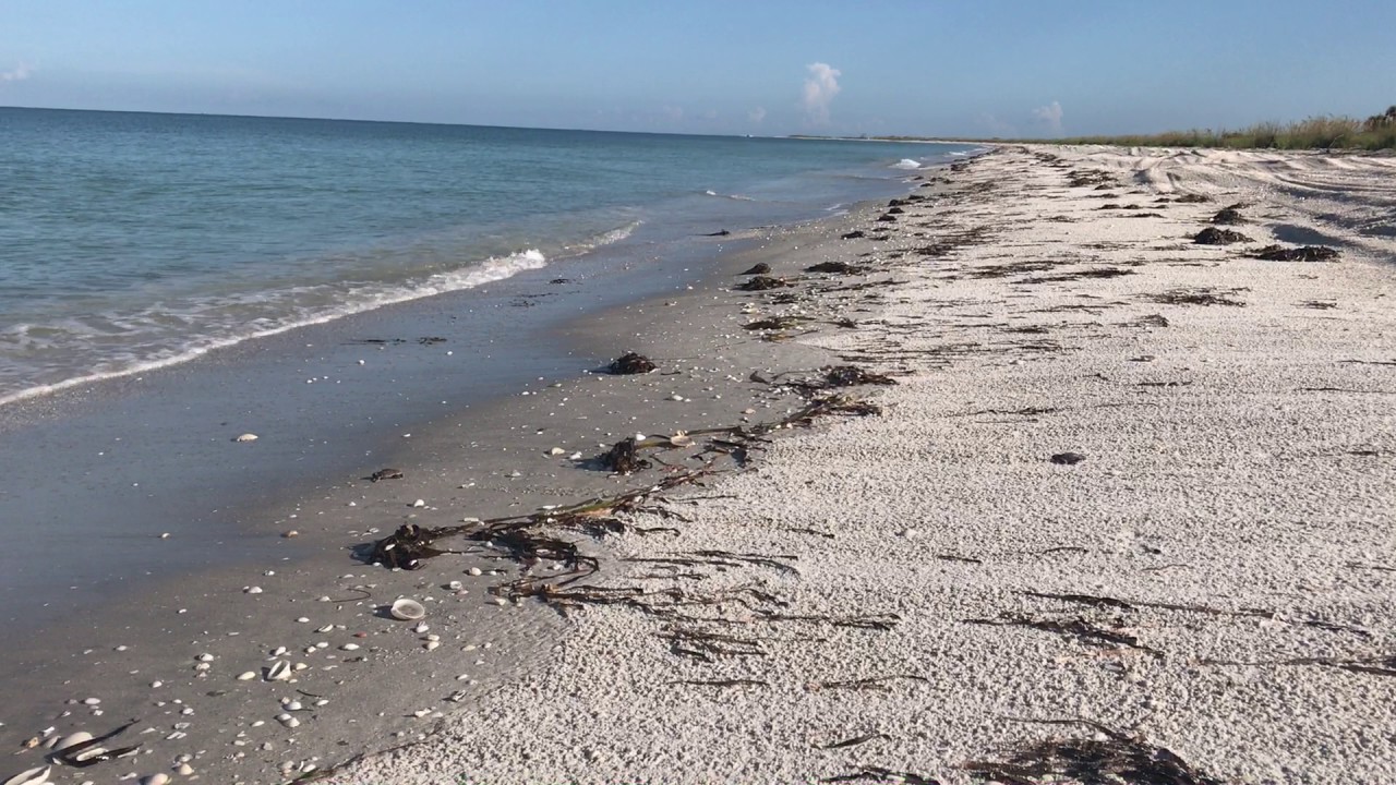 camera iphone 8 plus apk Allman - Cayo Costa State Park - loggerhead hatchling release - July 2017