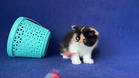 Video 4661271: calico exotic shorthair kitten, exotic shorthair calico female, exotic shorthair cattery