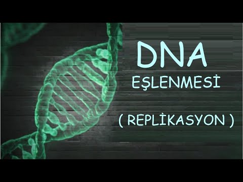 Video: Bir Dideoksiribonükleotit neden büyüyen bir DNA zincirini sonlandırıyor?