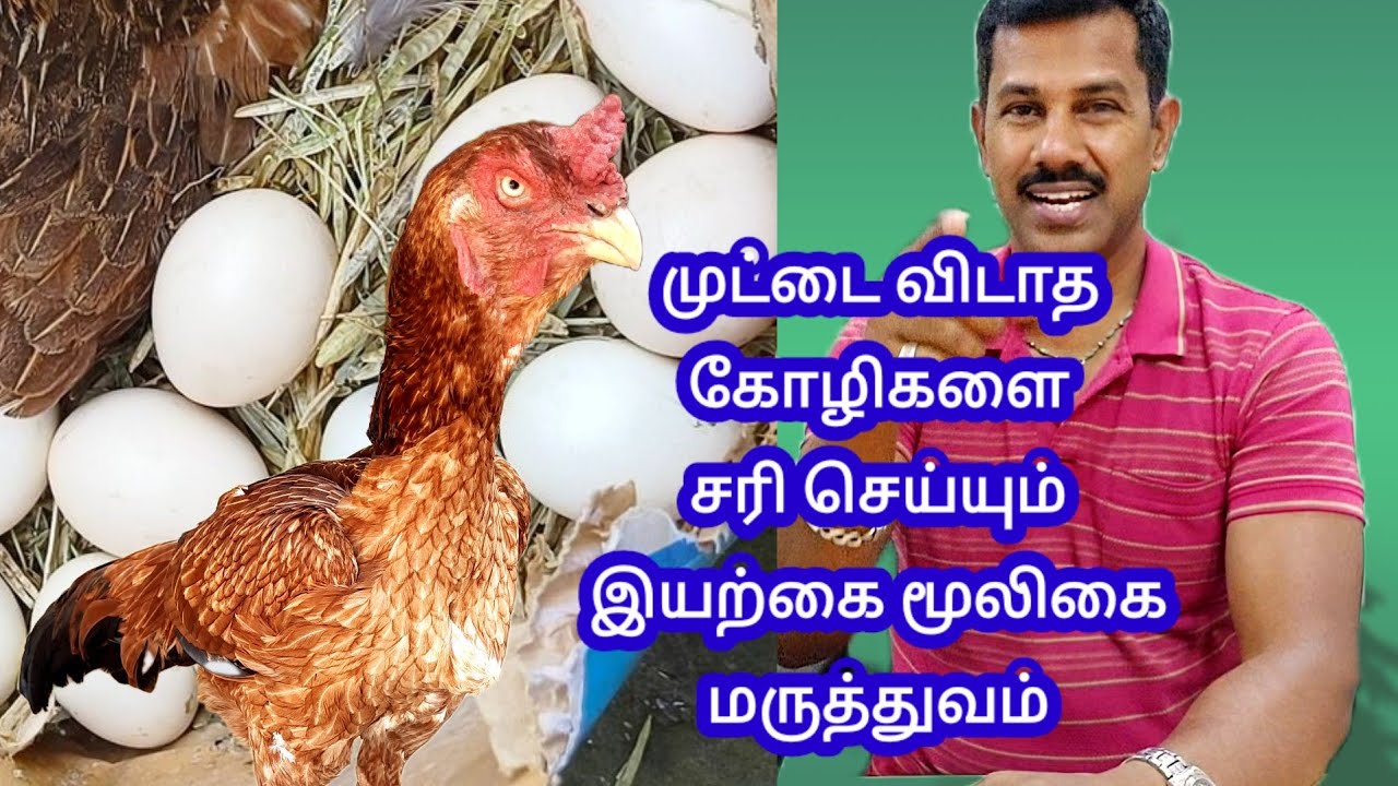 முட்டை விடாத கோழிகளை சரிசெய்ய பழங்கால முறையில் மூலிகை மருத்துவம்