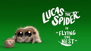 Lucas the Spider | Flying in the Nest | #shorts by KIRU 5,313 views 1 year ago 2 minutes, 22 seconds