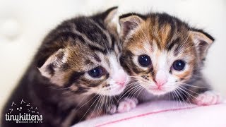 LIVE: Princess Consuela and her kittens! TinyKittens.com
