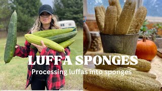 GETTING SPONGES FROM LUFFA GOURDS