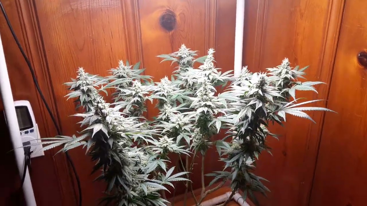 week 7 flower getting too the end