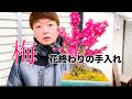 梅の花見納め。花後の手入れしてみた