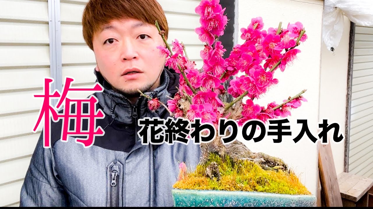梅の花見納め。花後の手入れしてみた