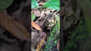 Vlog 17 Holletjes In Het Bos - Adopteer Regenwoud