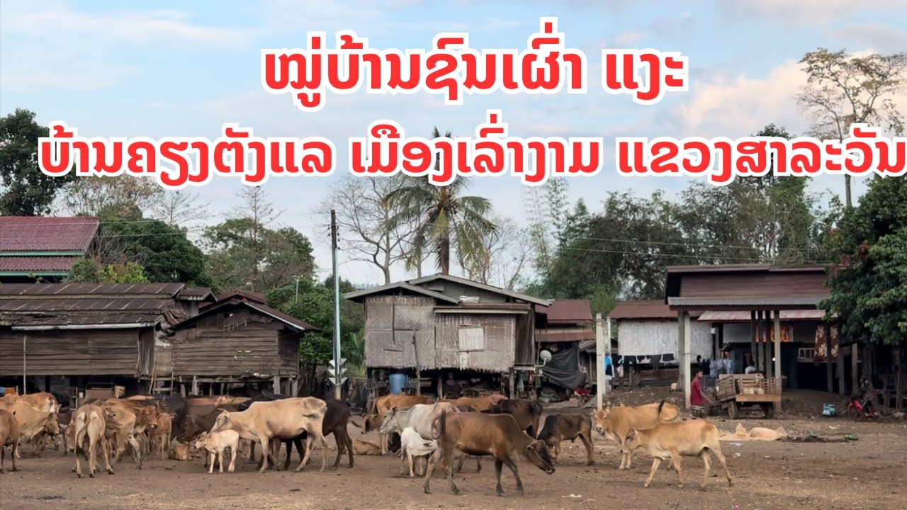 ຊົນເຜົ່າແງະ ບ້ານຄຽງຕັງແລ ເມືອງເລົ່າງາມ ແຂວງສາລະວັນ ชนเผ่าแงะ￼บ้านเคียงตังแล เมืองเล่างาม แขวงสาละวัน
