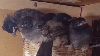 Iraqi and kashmiri bulbul تكاثر البلابل يعتمد على نوع الغذاء Red vented bulbul  pycnonotus