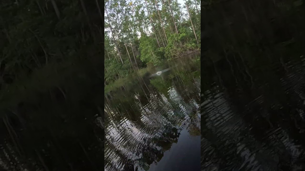 That's a Great Fish - 