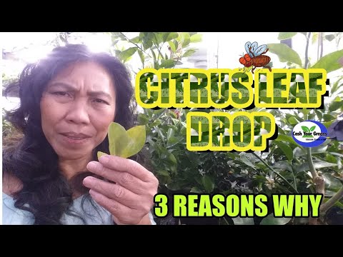 CITRUS LEAF DROP