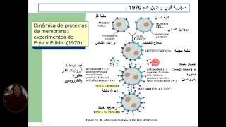 العرض50 الجزء الثالث  تتجربة التهجين الخلوي من مراجعة وحدة دور البروتين في الدفاع عن الذات