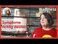 Wie erkennt man Schmerzen, Krankheiten und Leiden beim Sittich? Symptome richtig deuten! 31/141