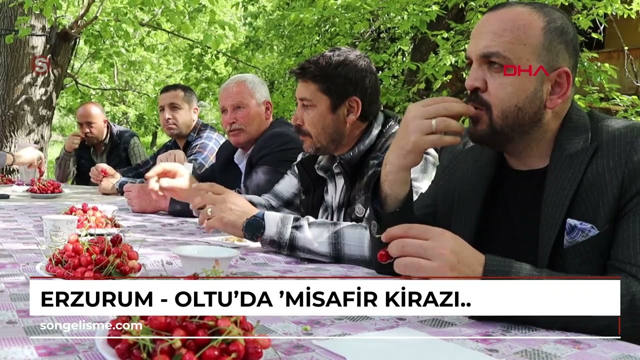 Erzurum - Oltu'da 'misafir kirazı'nda hasat zamanı