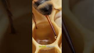 “Why the Queen Bee’s Sting Hurts Less Than a Worker Bee’s”