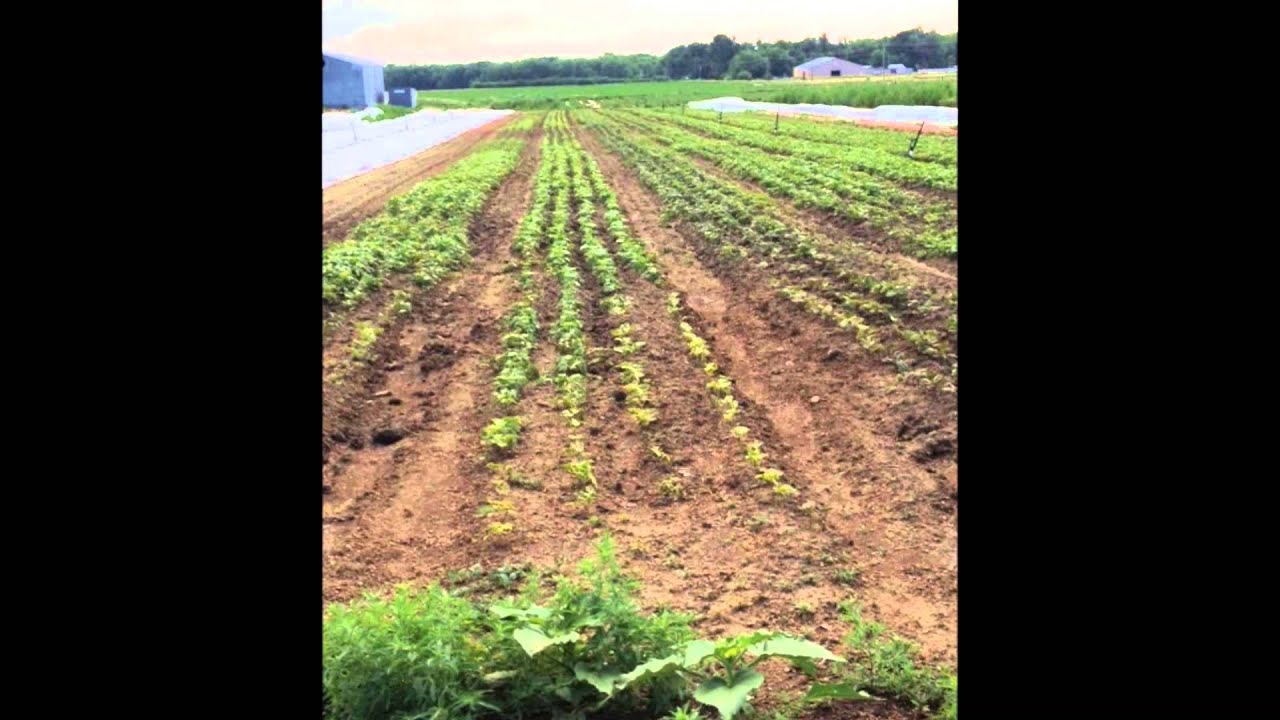 Eco City Farms Overveiw