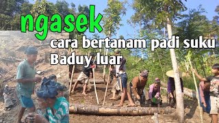 UNIKNYA WARGA SUKU BADUY NGAHUMA (BERLADANG )NANAM PADI