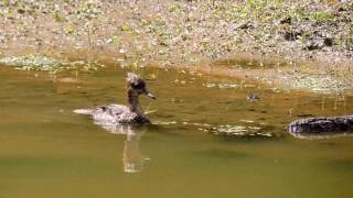 Capital Naturalist: Juvenile Hooded Merganser on Land and Water