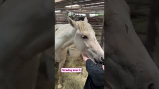 Monday save 4  #horse #savetheanimals #horserescue #horses #saveanimals