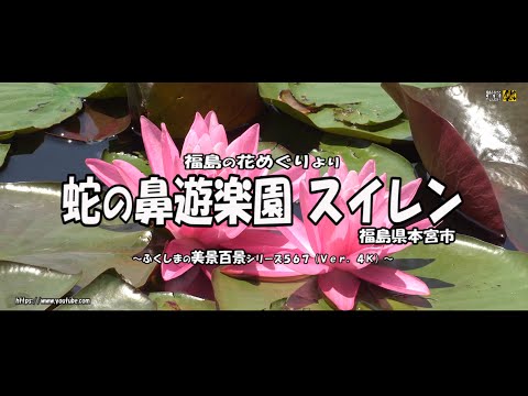 福島の花めぐりより　Ｖｅｒ. 4Ｋ ～ 蛇の鼻遊楽園のスイレン ～